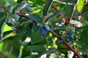 Close-up of Honeysuckle Berries on a Branch with water drops