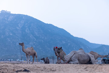 Pushkar fair, Herd of camel at the sand dunes desert ground of pushkar during camel festival.	