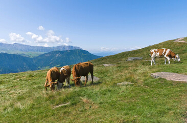 scenic and relaxing view of cows grazing among the mountains