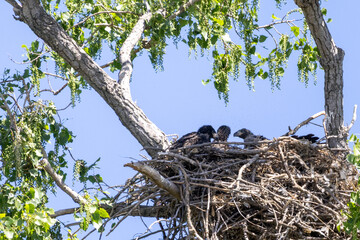 eagle family in nest