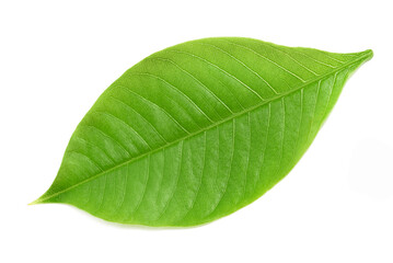 Baobab leaf