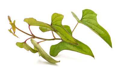 Chinese yam branch with leaves