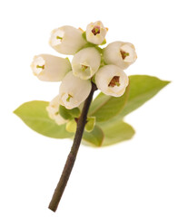 Blueberry branch with flowers
