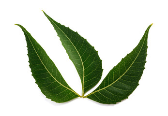 Fresh green  neem leaves