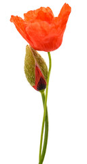 Red poppy flower and bud
