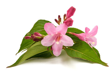 Old fashioned weigela