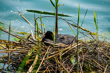 Nahaufnahme eines Blässhuhns im Nest