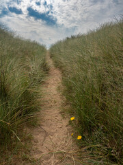 Narrow sand path winding upwards between tall, wild grasses on a dune under a cloudy sky