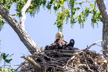 eagle family in nest