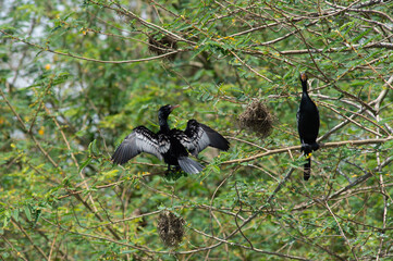Two black cormorants perched on a tree branch near their nests, surrounded by green foliage in natural African habitat.