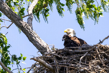 bald eagle in the tree