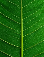 Obraz premium Vibrant Green Leaf Veins: A Detailed Botanical Macro Shot