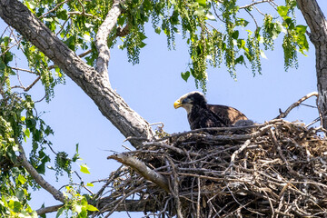 eagle on tree