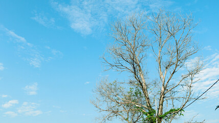 tree branches in the blue sky during the day are very beautiful