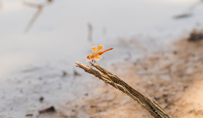dragonfly is perched on a branch in a field