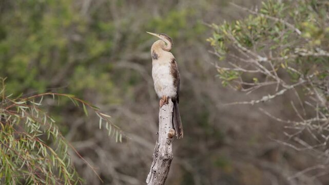 A Crowned Cormorant is perched atop a dead tree branch, framed by green foliage on either side, with a softly blurred background of green trees.