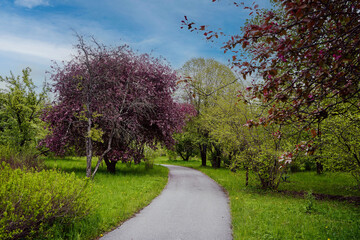 Spring landscape Spring time Road through a blooming garden Blossom time Good weather Background Banner