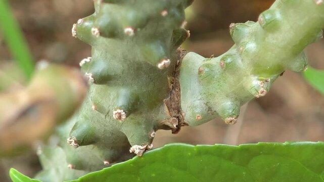 Tinospora cordifolia in the garden