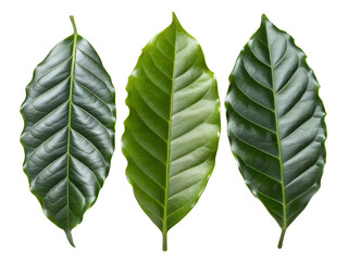 Close-up of Three Coffee Plant Leaves Isolated on transparent background, Isolated Png, Isolated on transparent background, Isolated Png file, Cut-out, No Background, Isolated object