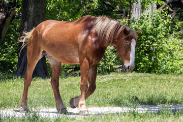 Obraz premium horse eating grass