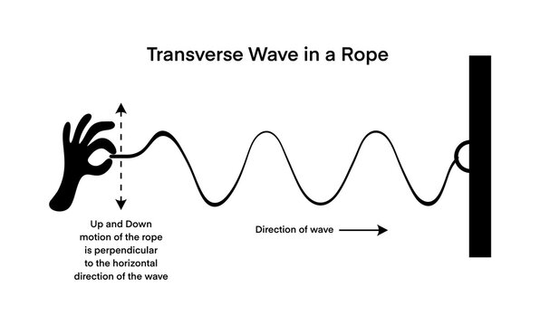 Educational infographic illustrating a transverse wave in a rope, showing perpendicular motion and wave direction. Perfect for physics teachers, students, and science learning resources