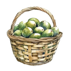 Olive Fruit Basket, watercolor illustration vector, isolated on a white background.