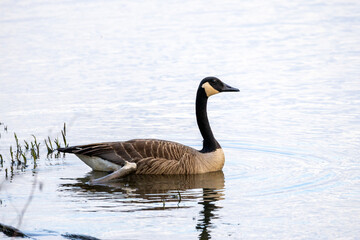 canadian goose in water