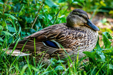 Nahaufnahme einer Wildente