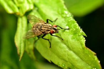 Sarcophaga carnaria, a European species of grey flesh fly, sits on a plant leaf.