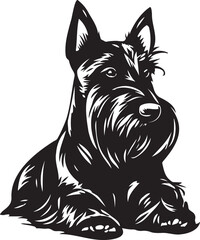 black and white scottish terrier dog
