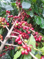 Ripe and ripening coffee cherries (berries) clinging to the branches of a coffee plant. The vibrant red fruits are ready for harvest, alongside some still-green and partially red berries