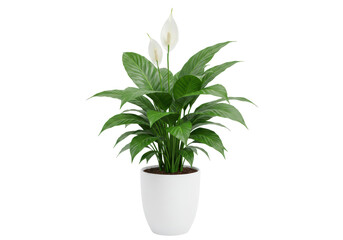 Isolated Peace Lily Plant in White Pot