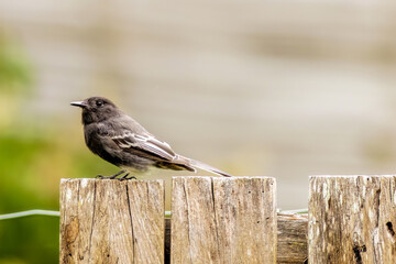 A black phoebe perched on a wooden gate, after the rain, in a farm in the eastern Andean mountains...