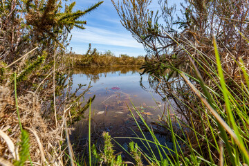 Pinail National Nature Reserve, Vouneuil-sur-Vienne, Poitou, near Poitiers, pond with water flora in landscape, natural moorland environment, France