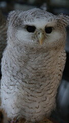 Whitefaced scops owl perched on a branch in a forest setting. Suitable for nature magazines, educational articles, or wildlifethemed designs.