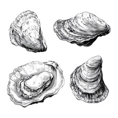 Detailed illustration of various types of oysters showcasing unique shell shapes and textures from a marine habitat