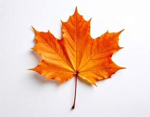 A single, vivid orange maple leaf isolated on a white background, showcasing its autumn texture