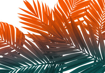 Isolated Multicolored Palm Leaves