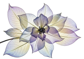 Isolated Translucent Flower with Detailed Veins