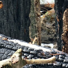 squirrel in the woods
