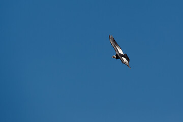 Obraz premium majestic Andean condor rides the thermals with ancient grace. A symbol of freedom and power, this sacred bird watches over one of the world’s deepest canyons,a true icon of Colca Peru.
