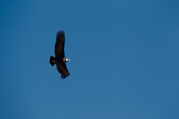 majestic Andean condor rides the thermals with ancient grace. A symbol of freedom and power, this sacred bird watches over one of the world’s deepest canyons,a true icon of Colca Peru.