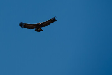 majestic Andean condor rides the thermals with ancient grace. A symbol of freedom and power, this sacred bird watches over one of the world’s deepest canyons,a true icon of Colca Peru.