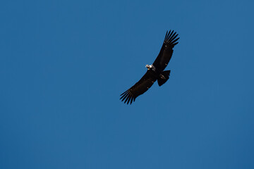 majestic Andean condor rides the thermals with ancient grace. A symbol of freedom and power, this sacred bird watches over one of the world’s deepest canyons,a true icon of Colca Peru.
