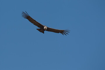 majestic Andean condor rides the thermals with ancient grace. A symbol of freedom and power, this sacred bird watches over one of the world’s deepest canyons,a true icon of Colca Peru.