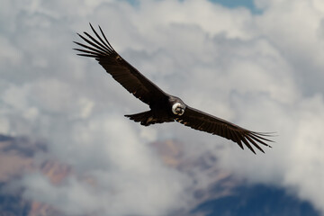 majestic Andean condor rides the thermals with ancient grace. A symbol of freedom and power, this sacred bird watches over one of the world’s deepest canyons,a true icon of Colca Peru.
