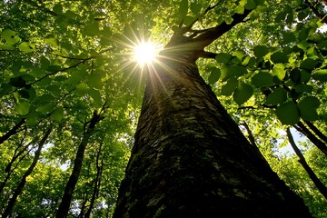 Obraz premium Sunlight piercing through forest canopy creating radiant light beams