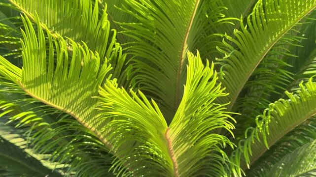 Green leaves sago palm Cycas revoluta.