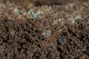 Tiny slug eggs on composted wood dust; focus stacked macrophotography captured in a garden in the eastern Andean mountains of central Colombia, near the Iguaque natural reserve.