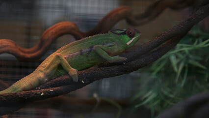 Green chameleon perched on a branch, blending into foliage. Ideal for nature, animal, reptile,...